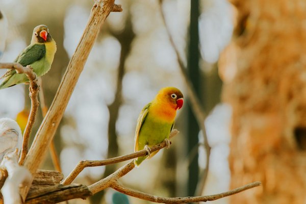 Le welsh corgi : un compagnon au caractère attachant