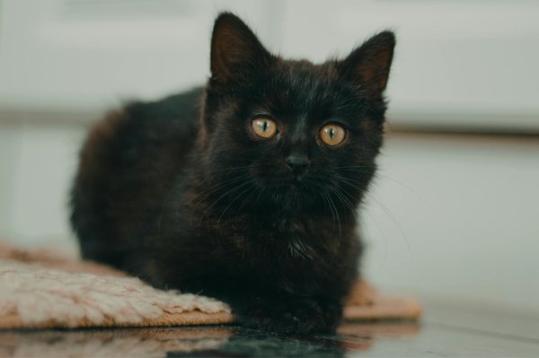Comment interagir en toute sécurité avec votre iguane