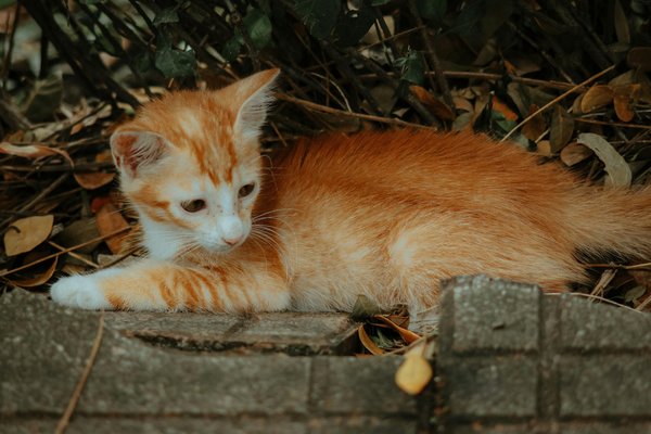 Les risques liés à la possession d'iguanes