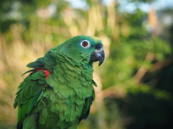 Mythes et réalités sur les chats de gouttière