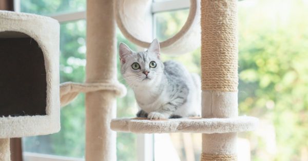 Les meilleurs arbres à chat pour le bonheur de votre félin